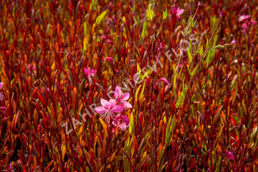 Svíčkovec 'Siskiyou Pink' - Gaura lindheimeri 'Siskiyou Pink'