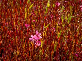 Svíčkovec 'Siskiyou Pink' - Gaura lindheimeri 'Siskiyou Pink'
