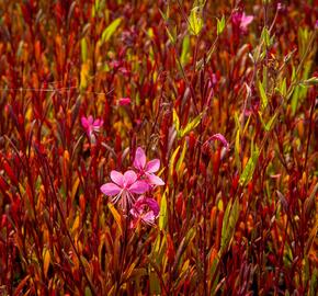 Svíčkovec 'Siskiyou Pink' - Gaura lindheimeri 'Siskiyou Pink'