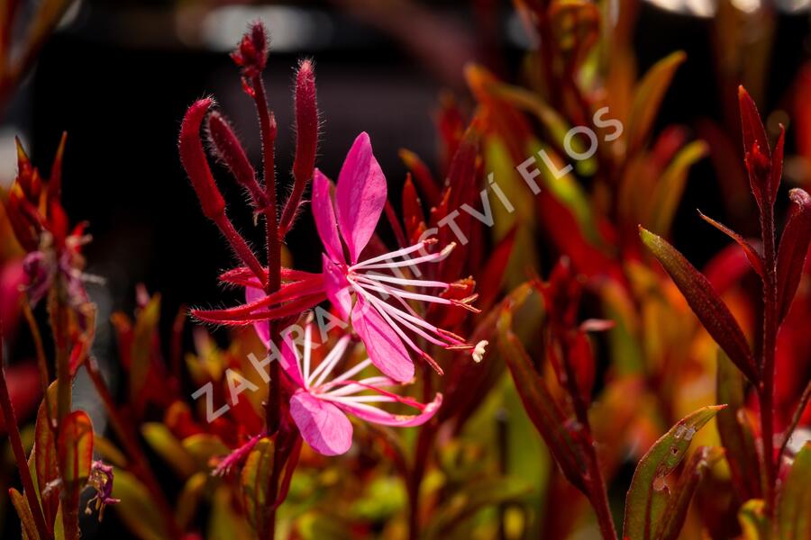 Svíčkovec 'Siskiyou Pink' - Gaura lindheimeri 'Siskiyou Pink'