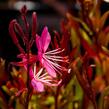 Svíčkovec 'Siskiyou Pink' - Gaura lindheimeri 'Siskiyou Pink'