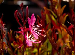 Svíčkovec 'Siskiyou Pink' - Gaura lindheimeri 'Siskiyou Pink'