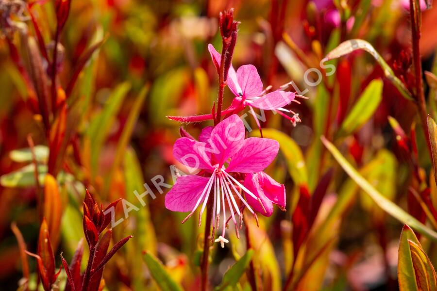 Svíčkovec 'Siskiyou Pink' - Gaura lindheimeri 'Siskiyou Pink'