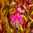 Svíčkovec 'Siskiyou Pink' - Gaura lindheimeri 'Siskiyou Pink'