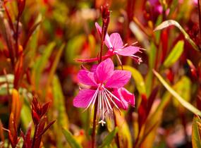 Svíčkovec 'Siskiyou Pink' - Gaura lindheimeri 'Siskiyou Pink'