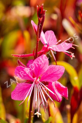 Svíčkovec 'Siskiyou Pink' - Gaura lindheimeri 'Siskiyou Pink'