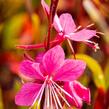 Svíčkovec 'Siskiyou Pink' - Gaura lindheimeri 'Siskiyou Pink'