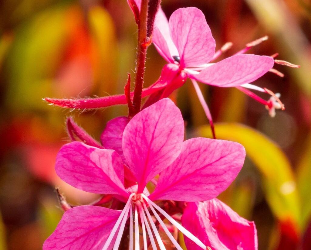 Svíčkovec 'Siskiyou Pink' - Gaura lindheimeri 'Siskiyou Pink'