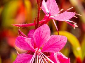 Svíčkovec 'Siskiyou Pink' - Gaura lindheimeri 'Siskiyou Pink'