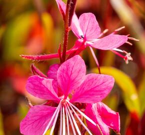 Svíčkovec 'Siskiyou Pink' - Gaura lindheimeri 'Siskiyou Pink'