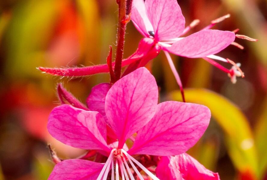 Svíčkovec 'Siskiyou Pink' - Gaura lindheimeri 'Siskiyou Pink'