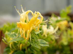 Zimolez japonský 'Mint Crisp' - Lonicera japonica 'Mint Crisp'