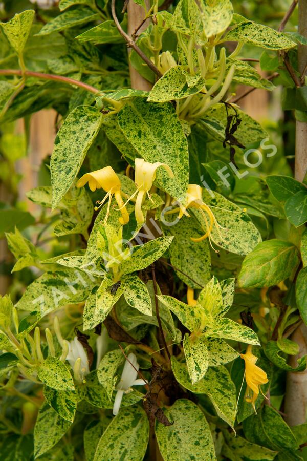 Zimolez japonský 'Mint Crisp' - Lonicera japonica 'Mint Crisp'