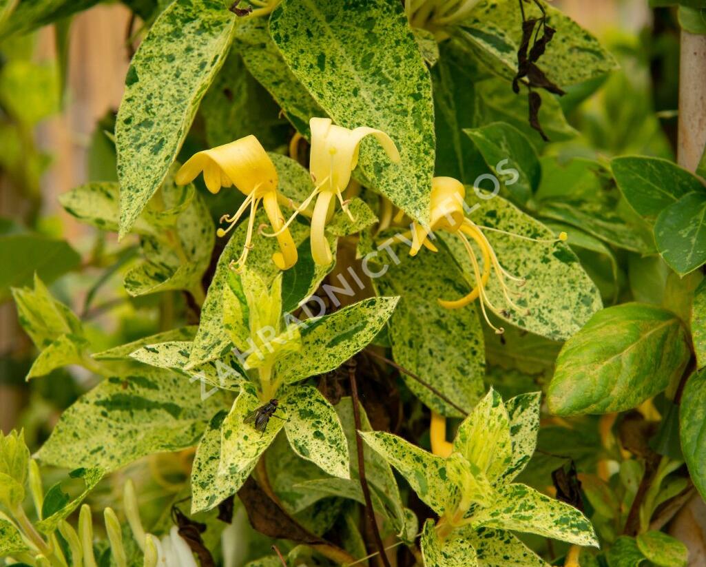 Zimolez japonský 'Mint Crisp' - Lonicera japonica 'Mint Crisp'