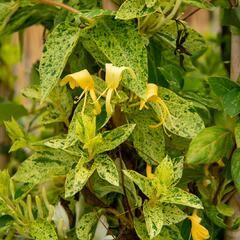 Zimolez japonský 'Mint Crisp' - Lonicera japonica 'Mint Crisp'