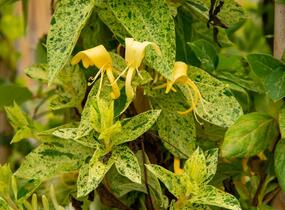 Zimolez japonský 'Mint Crisp' - Lonicera japonica 'Mint Crisp'