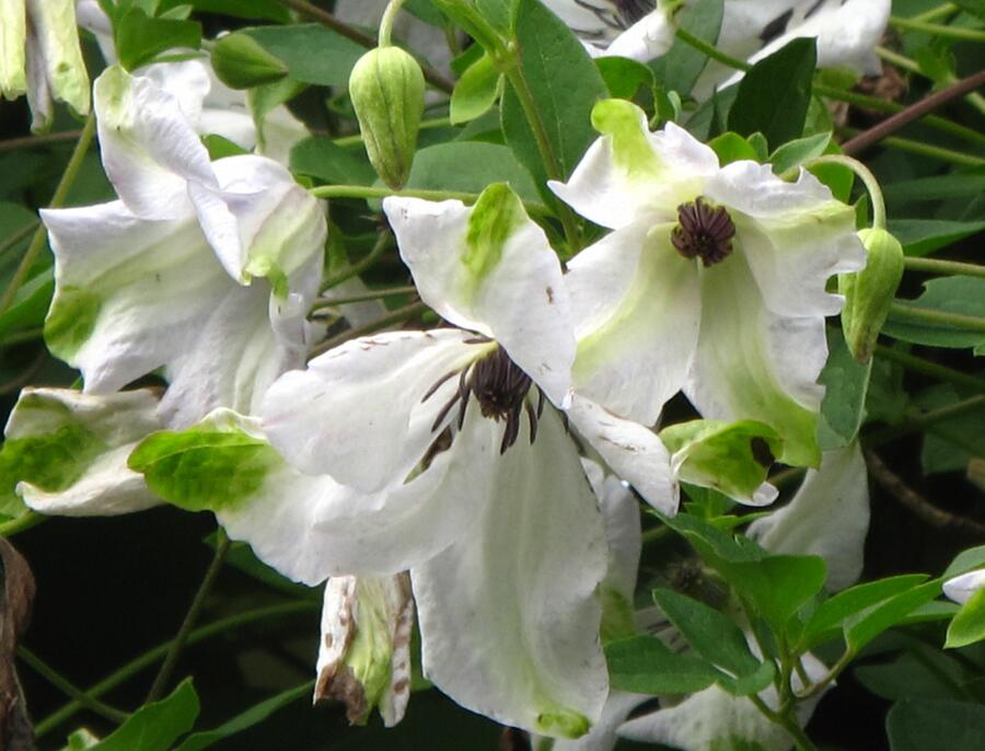 Plamének vlašský 'Alba Luxurians' - Clematis viticella 'Alba Luxurians'