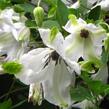 Plamének vlašský 'Alba Luxurians' - Clematis viticella 'Alba Luxurians'