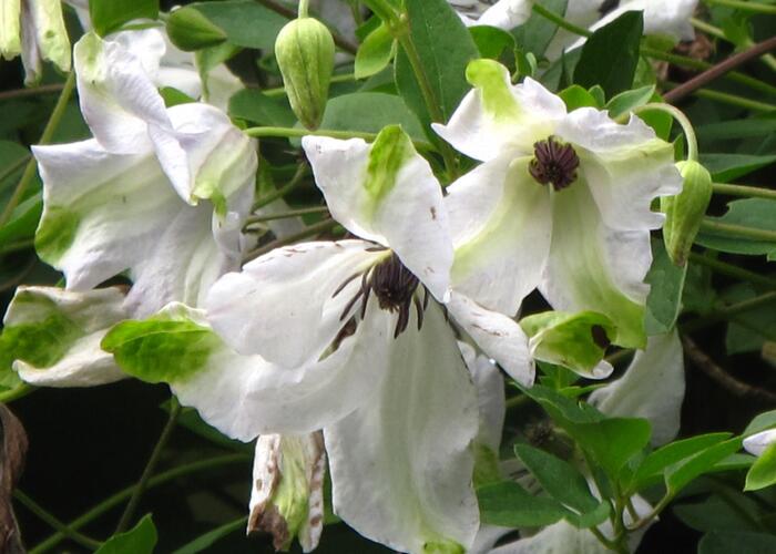 Plamének vlašský 'Alba Luxurians' - Clematis viticella 'Alba Luxurians'