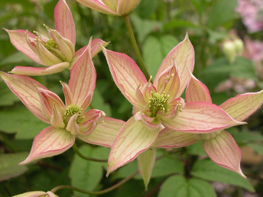 Plamének horský 'Jenny' - Clematis montana 'Jenny'