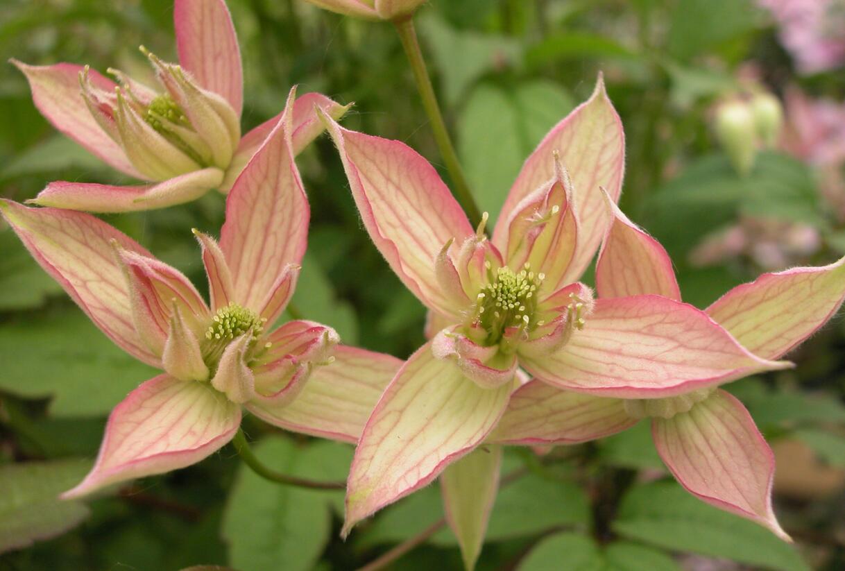 Plamének horský 'Jenny' - Clematis montana 'Jenny'