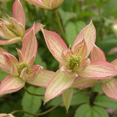 Plamének horský 'Jenny' - Clematis montana 'Jenny'