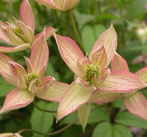 Plamének horský 'Jenny' - Clematis montana 'Jenny'