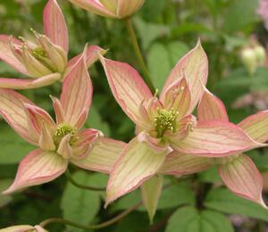 Plamének horský 'Jenny' - Clematis montana 'Jenny'