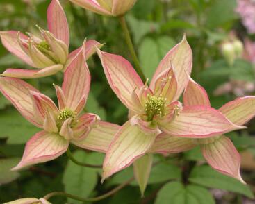 Plamének horský 'Jenny'