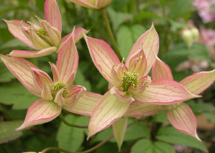 Plamének horský 'Jenny' - Clematis montana 'Jenny'