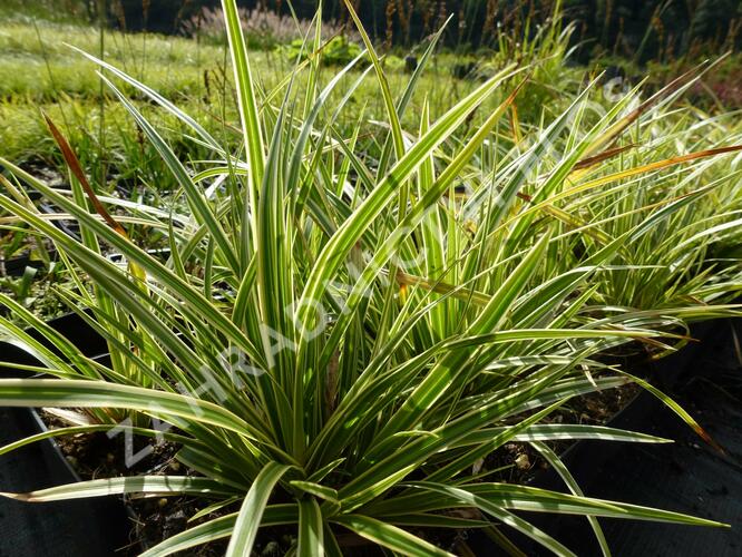 Ostřice japonská 'Variegata' - Carex morrowii 'Variegata'