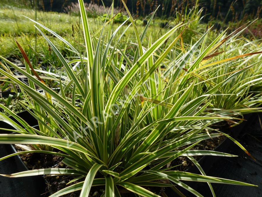 Ostřice japonská 'Variegata' - Carex morrowii 'Variegata'