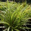 Ostřice japonská 'Variegata' - Carex morrowii 'Variegata'