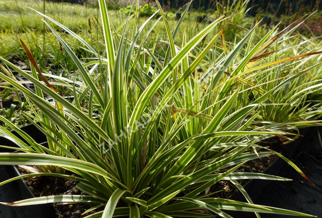 Ostřice japonská 'Variegata' - Carex morrowii 'Variegata'
