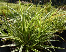 Ostřice japonská 'Variegata'