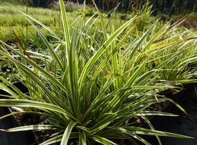 Ostřice japonská 'Variegata' - Carex morrowii 'Variegata'