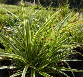 Ostřice japonská 'Variegata' - Carex morrowii 'Variegata'