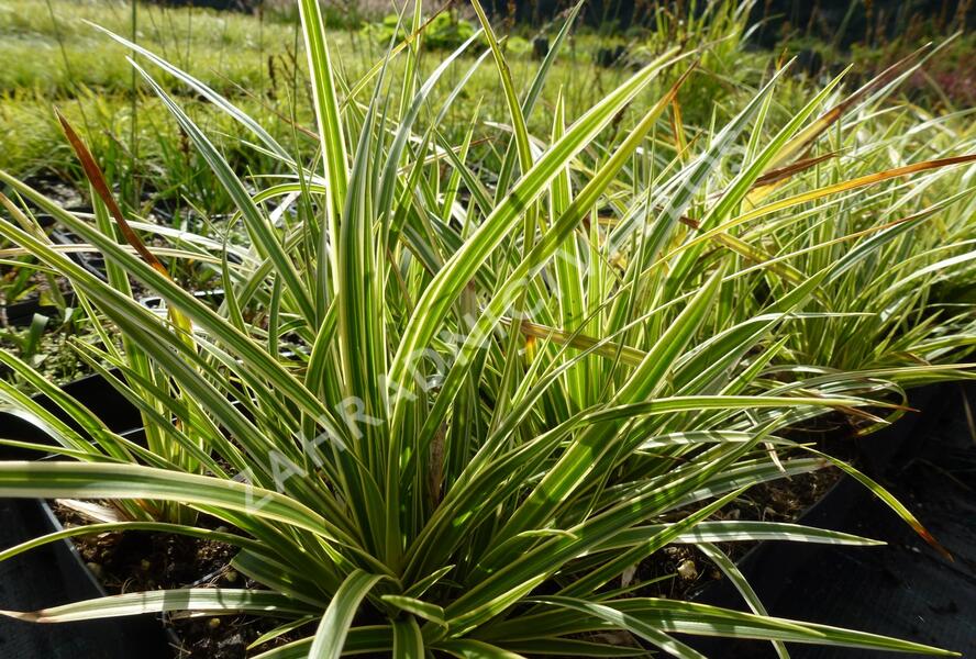 Ostřice japonská 'Variegata' - Carex morrowii 'Variegata'