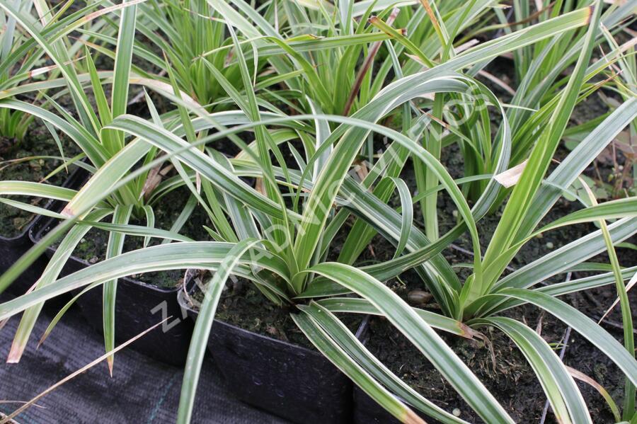 Ostřice japonská 'Variegata' - Carex morrowii 'Variegata'