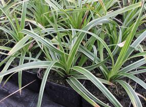 Ostřice japonská 'Variegata' - Carex morrowii 'Variegata'