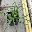 Ostřice japonská 'Variegata' - Carex morrowii 'Variegata'