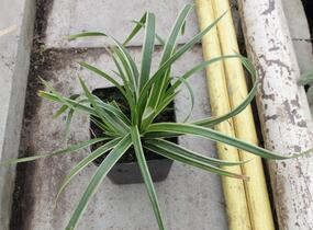 Ostřice japonská 'Variegata' - Carex morrowii 'Variegata'