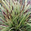 Ostřice japonská 'Variegata' - Carex morrowii 'Variegata'