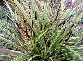Ostřice japonská 'Variegata' - Carex morrowii 'Variegata'