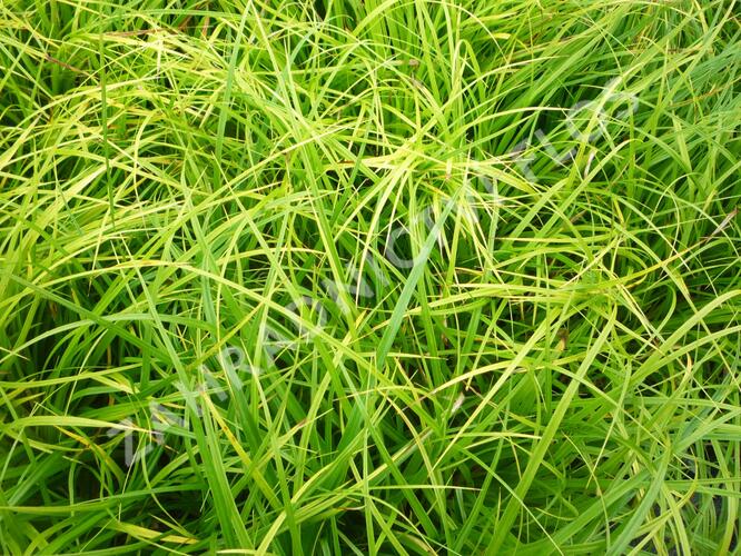 Ostřice japonská - Carex morrowii