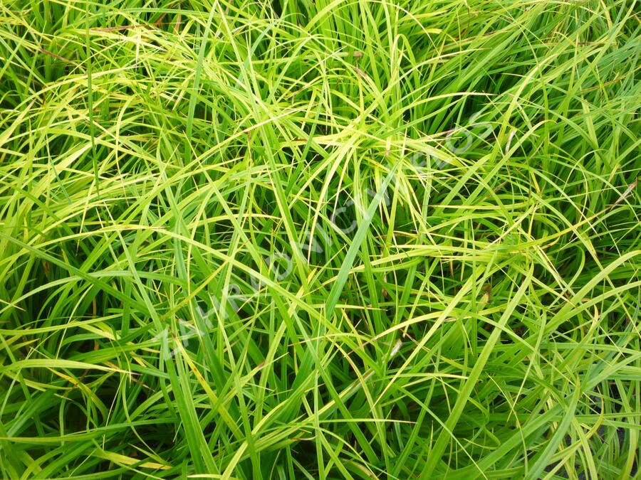 Ostřice japonská - Carex morrowii