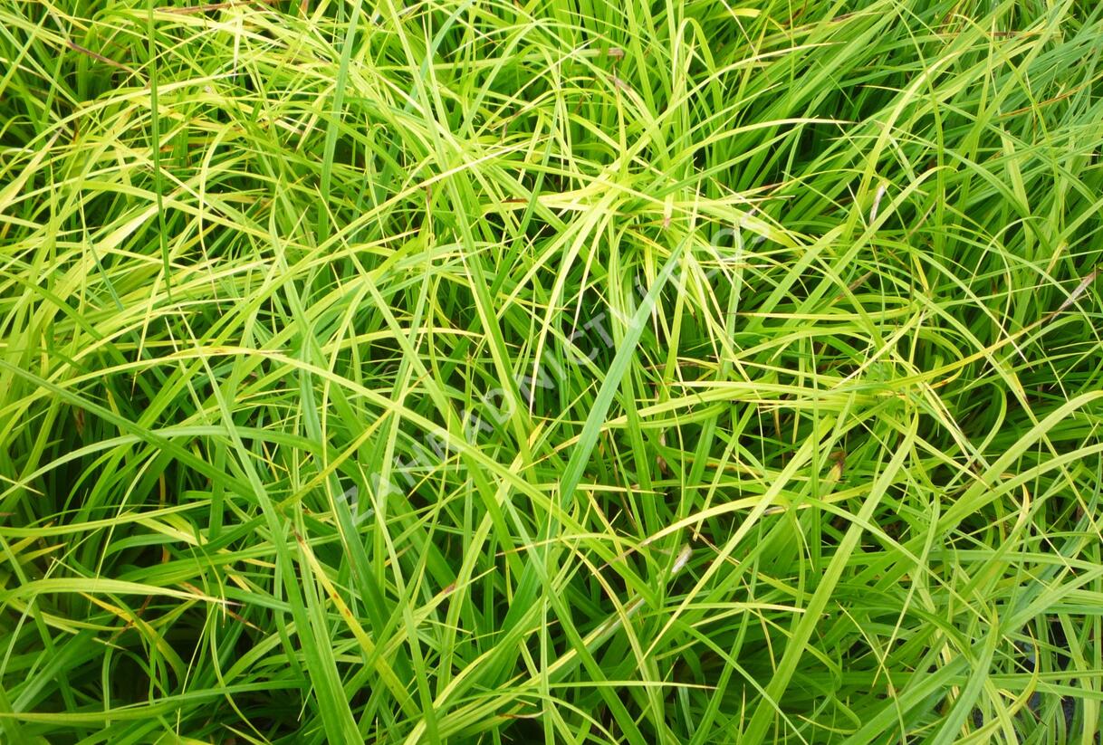 Ostřice japonská - Carex morrowii
