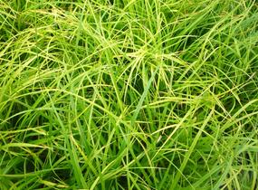 Ostřice japonská - Carex morrowii