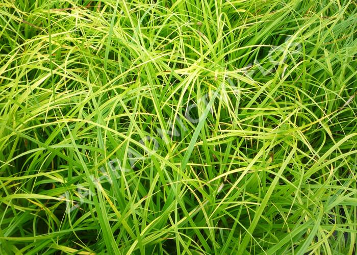 Ostřice japonská - Carex morrowii