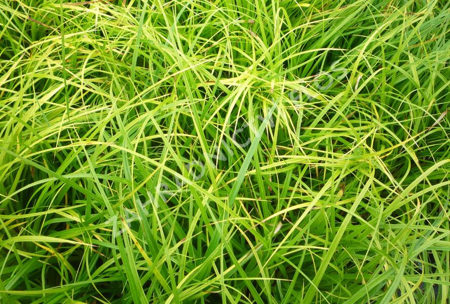 Ostřice japonská - Carex morrowii